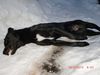 Der stranguliert aufgefundene Schäferhund-Mischling