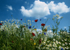 interner Link (neues Fenster): Bild vergrößern: Sommerwiese