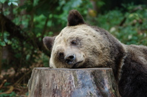 Bärin Sindi fühlt sich im Bärenwald Müritz sehr wohl
